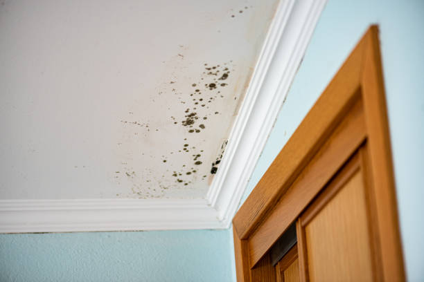 Best Certified Mold Removal  in Saginaw, MI