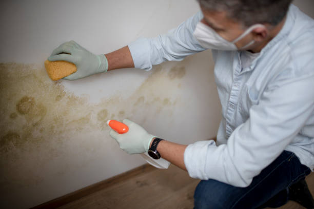 Best Commercial Mold Removal  in Saginaw, MI