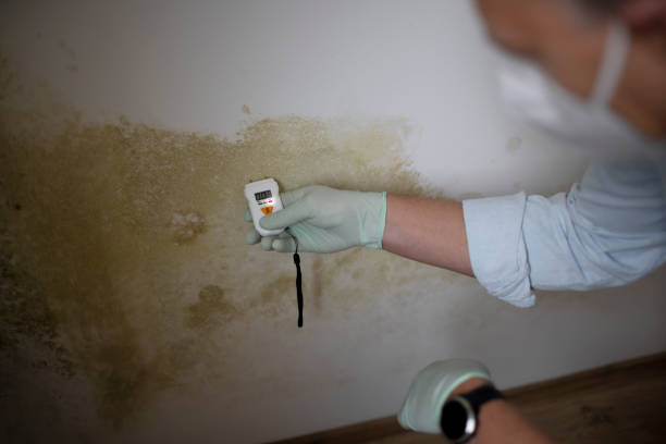 Best Mold Removal Near Me  in Saginaw, MI