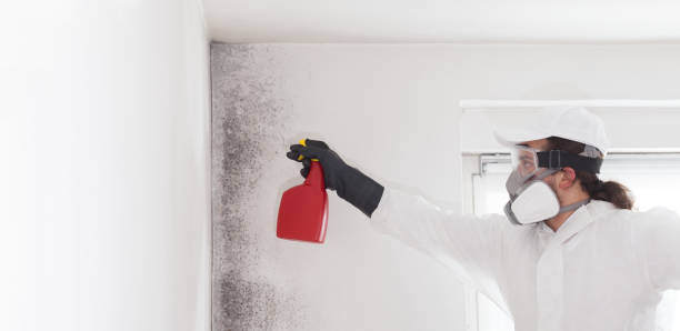Best Professional Mold Removal  in Saginaw, MI