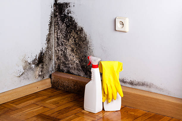 Best Mold Damage Repair  in Saginaw, MI
