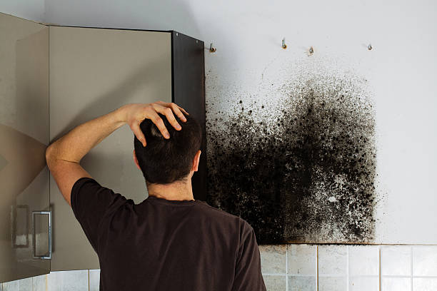 Saginaw, MI Mold Removal Company
