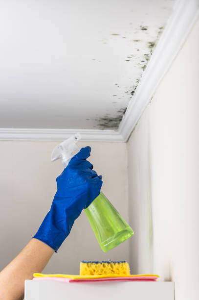 Best Mold Testing  in Saginaw, MI